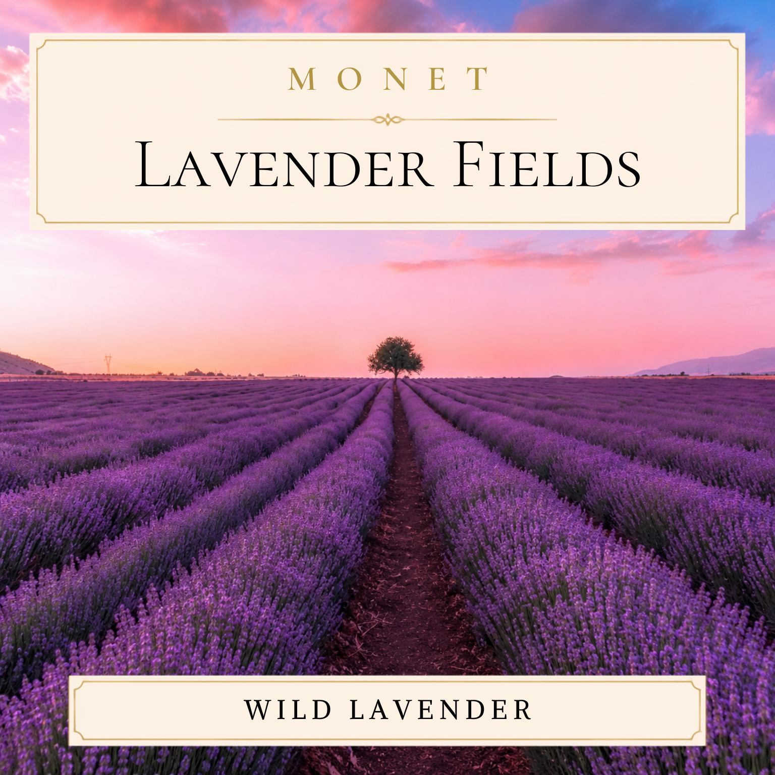 Lavender Fields